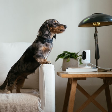 vivint Baltimore indoor security camera